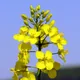 Oilseed rape