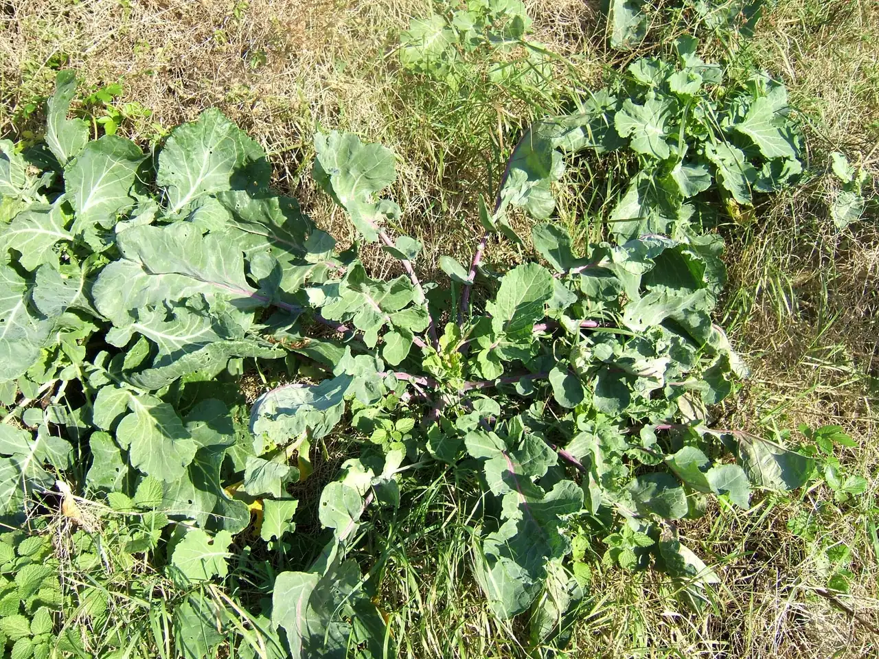 Cabbage