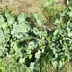 Cabbage