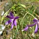 Brodiaea appendiculata
