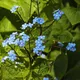 Brunnera macrophylla