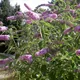 Butterfly bush