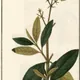 Buddleja incana