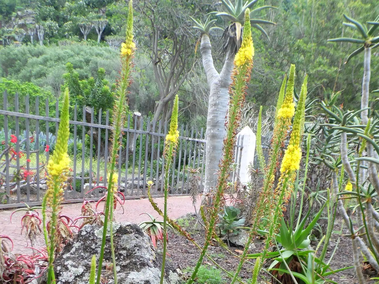 Bulbine alooides