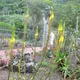 Bulbine alooides
