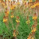 Snake flower
