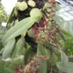 Bearded Bulbophyllum