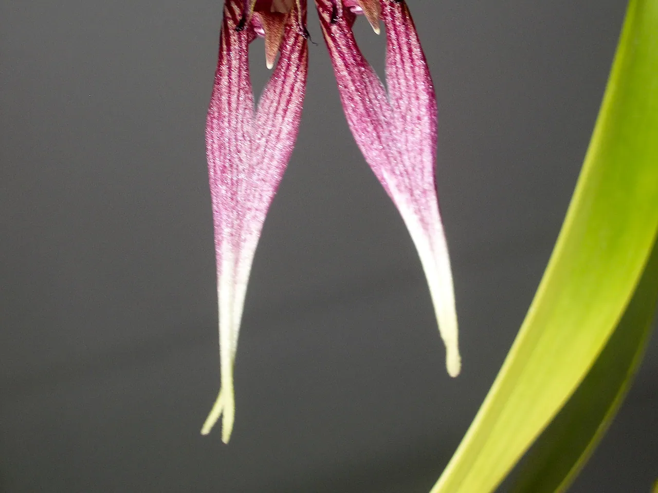 Two-flowered Bulbophyllum