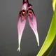 Two-flowered Bulbophyllum