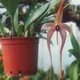 Hedgehog-shaped lip Bulbophyllum