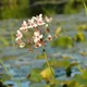 Flowering rush