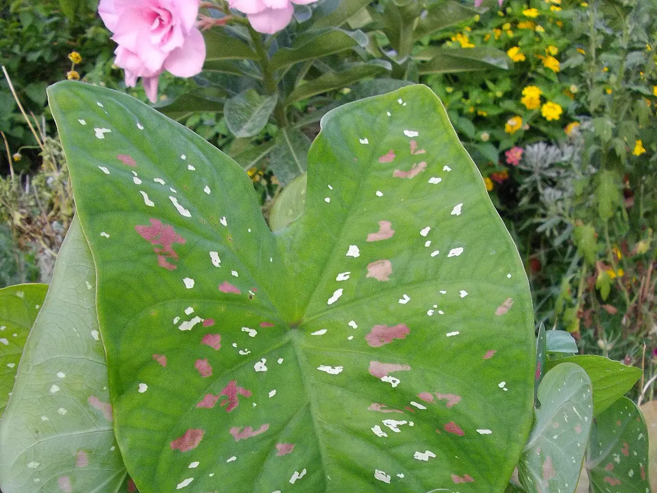 Caladium humboldtii
