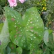 Caladium humboldtii