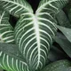 Caladium lindenii