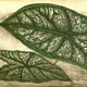 Caladium picturatum