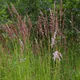 Calamagrostis canescens