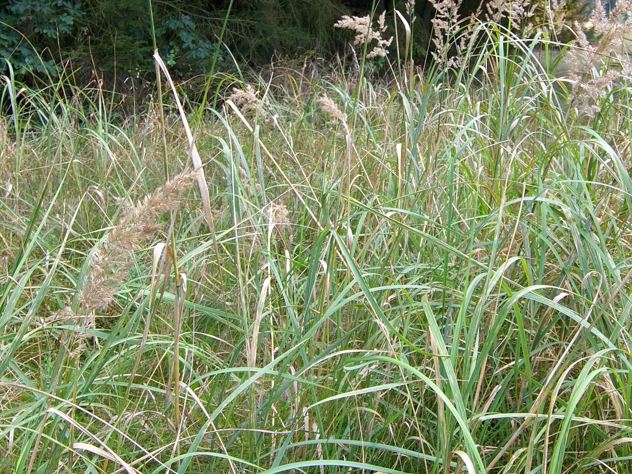 Bushgrass