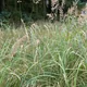 Bushgrass