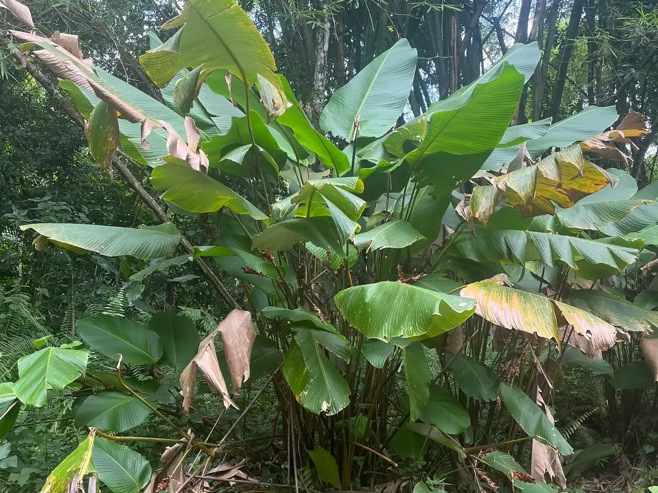 Calathea lutea