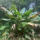 Calathea lutea