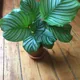 Round-leaf calathea