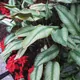 Calathea ornata