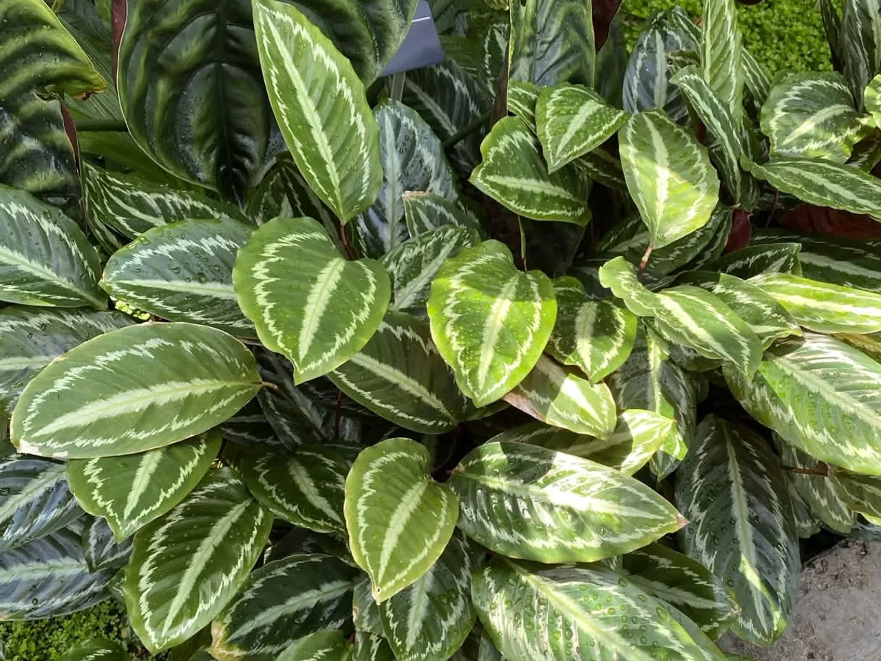 Calathea picturata