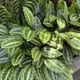 Calathea picturata