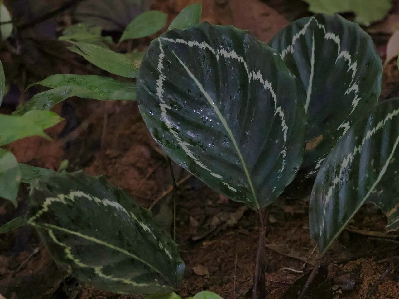 Calathea roseopicta
