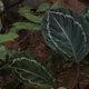 Calathea roseopicta