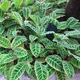 Calathea zebrina