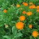 English marigold
