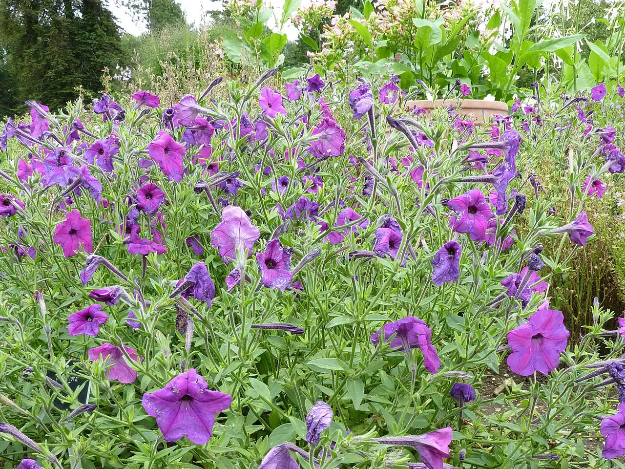 Calibrachoa parviflora