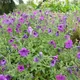 Calibrachoa parviflora