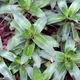 Callisia fragrans