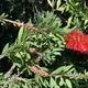 Callistemon citrinus