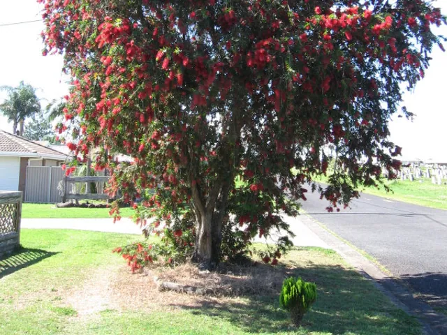 Creek bottlebrush