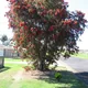 Creek bottlebrush