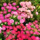 China aster