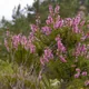 Heather