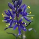 Camassia leichtlinii