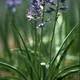 Common camas