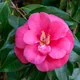 Japanese camellia