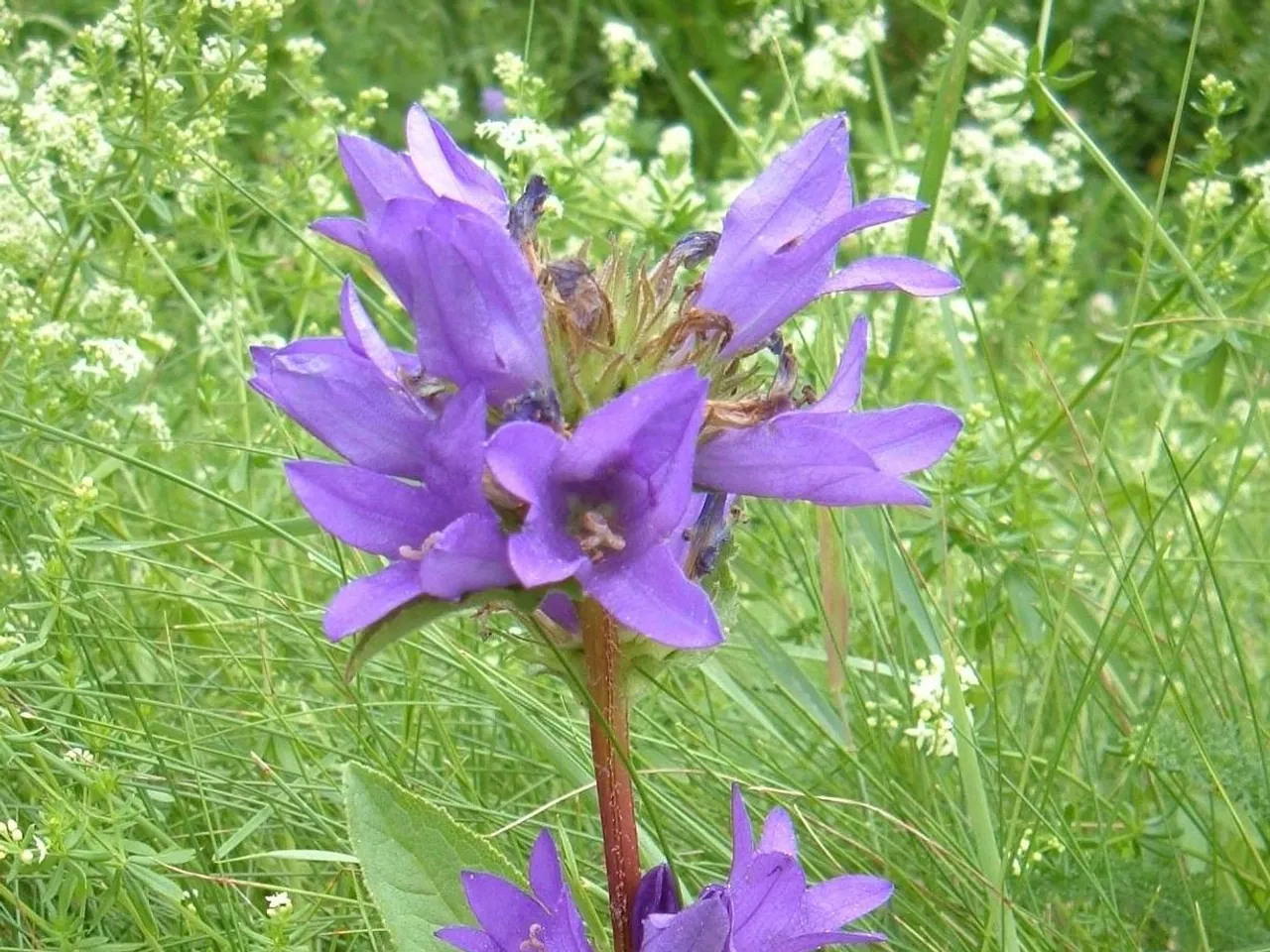 Clustered bellflower