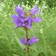 Clustered bellflower