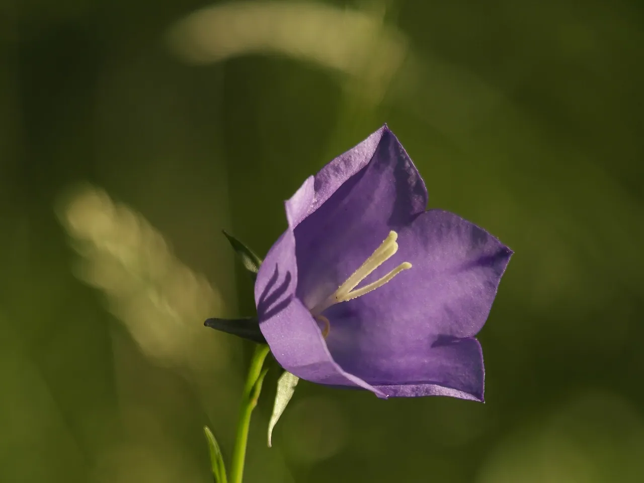 Campanula persicifolia