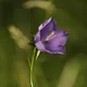 Campanula persicifolia