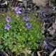 Dalmatian bellflower
