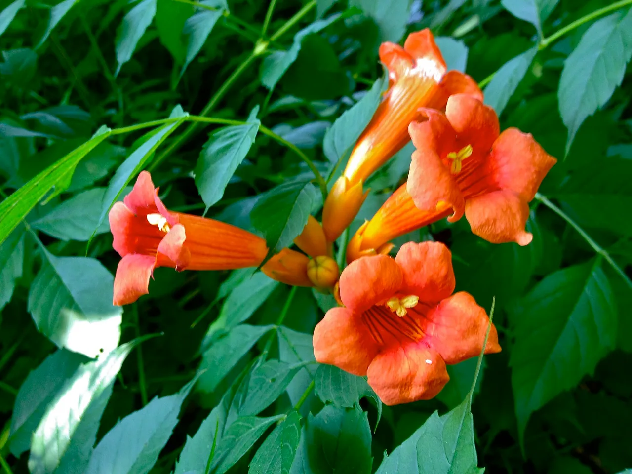 Trumpet creeper