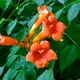 Trumpet creeper
